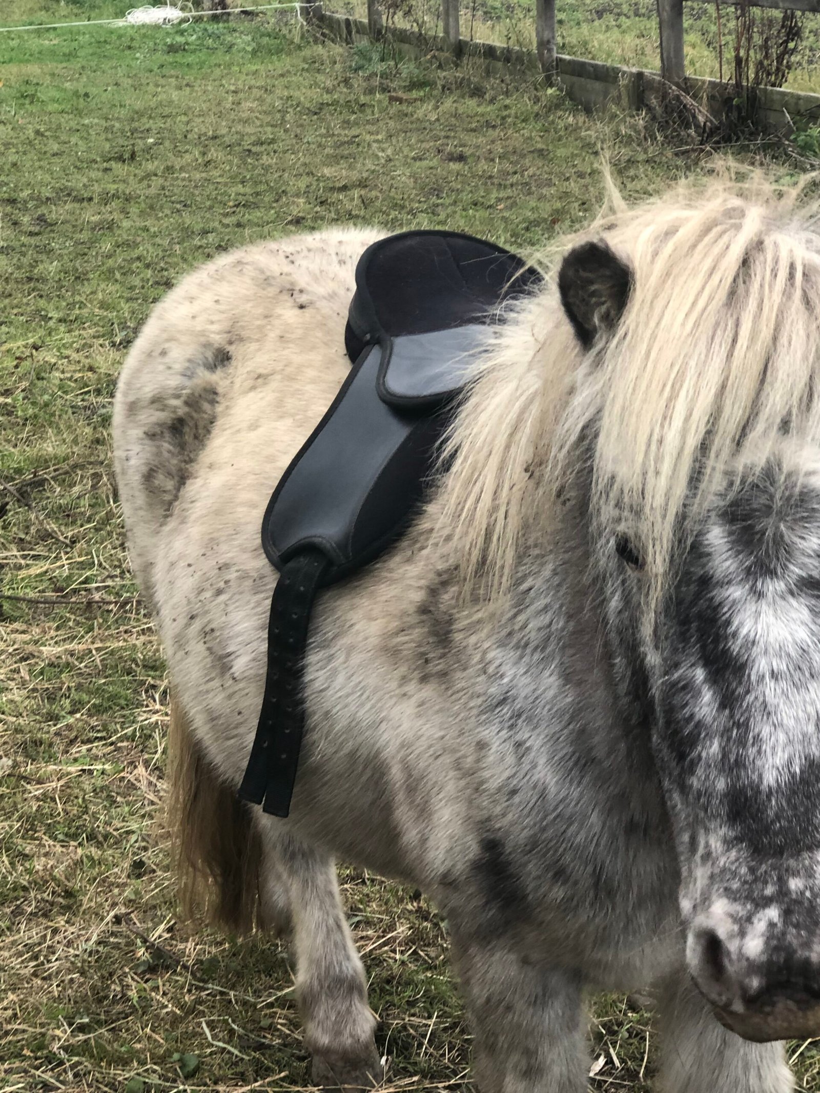 Horse backing