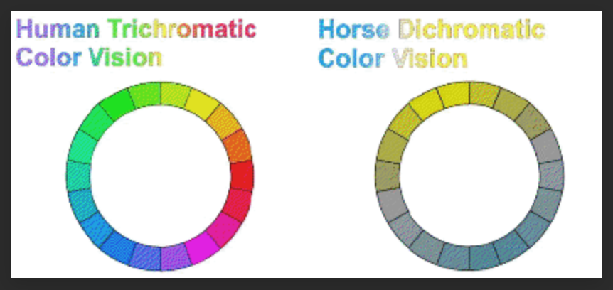 How horses see colour