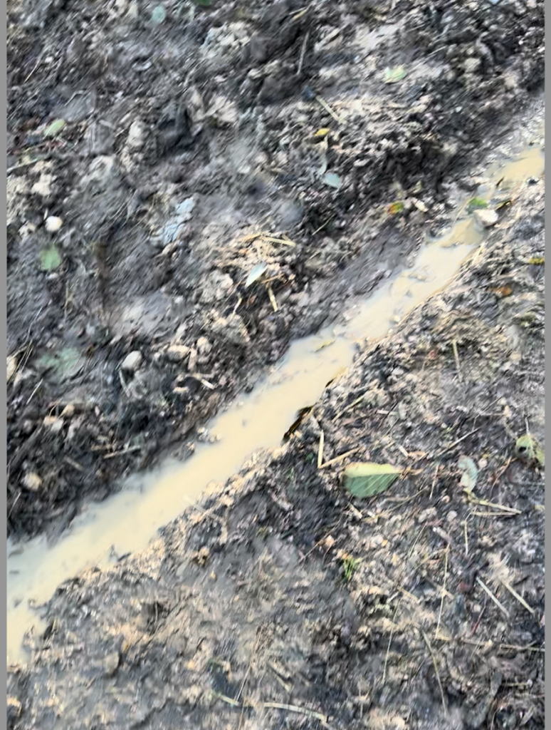 part of my flood trench
